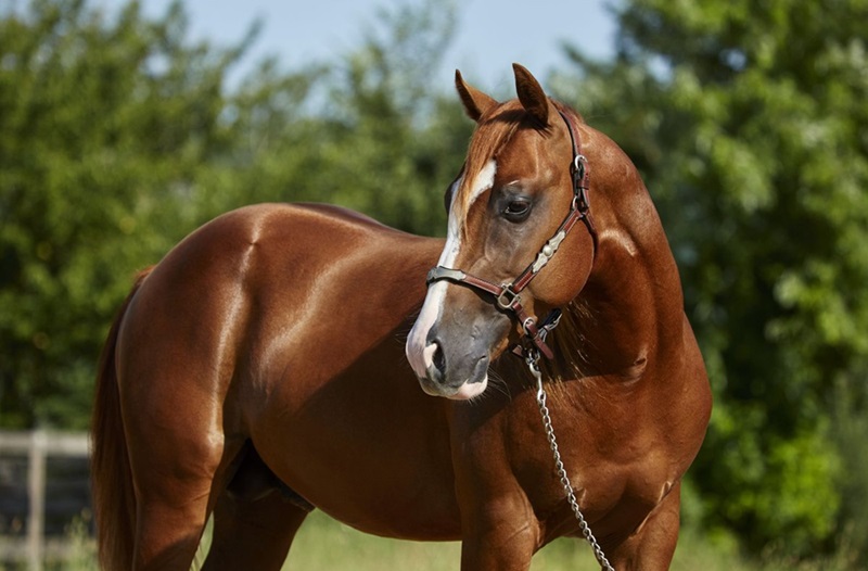 Le Quarter Horse est une race de cheval originaire des Etats-Unis, issue de croisements entre des chevaux espagnols, arabes, barbes et pur-sang anglais.