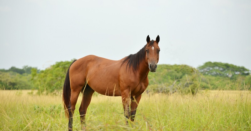 Le Quarter Horse est une race de cheval originaire des Etats-Unis, issue de croisements entre des chevaux espagnols, arabes, barbes et pur-sang anglais.