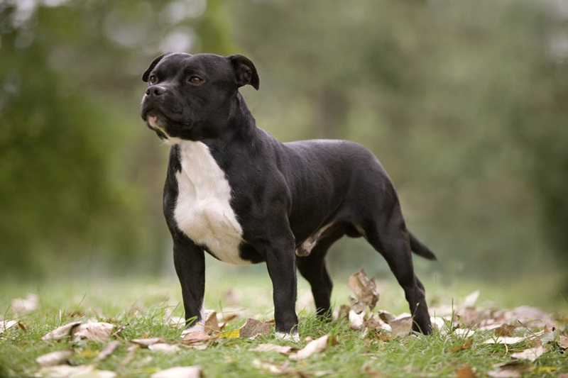 Le Staffordshire Bull Terrier est né du croisement entre les anciens Bull-and-Terrier et l’Old English Terrier.