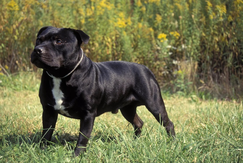 Le Staffordshire Bull Terrier est né du croisement entre les anciens Bull-and-Terrier et l’Old English Terrier.