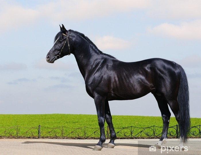 Le Trakehner est la plus ancienne race allemande de cheval de selle. Ses origines remontent au XVIIIe siècle dans l’ancienne province de la Prusse-Orientale à Trakehnen, aujourd’hui dans l’oblast de Kaliningrad en Russie.