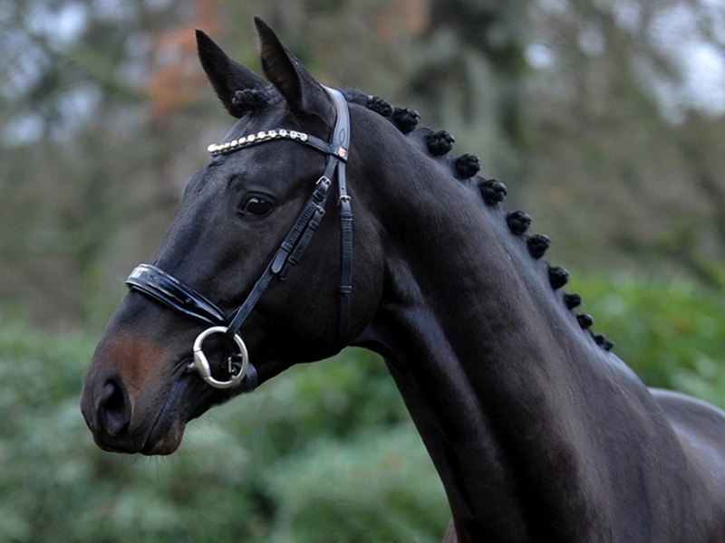 Le Trakehner est la plus ancienne race allemande de cheval de selle. Ses origines remontent au XVIIIe siècle dans l’ancienne province de la Prusse-Orientale à Trakehnen, aujourd’hui dans l’oblast de Kaliningrad en Russie.