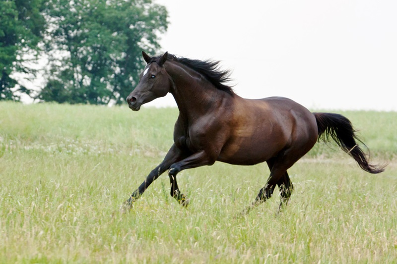 Le Trakehner est la plus ancienne race allemande de cheval de selle. Ses origines remontent au XVIIIe siècle dans l’ancienne province de la Prusse-Orientale à Trakehnen, aujourd’hui dans l’oblast de Kaliningrad en Russie.