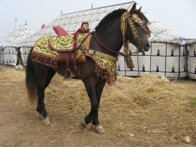 Le cheval Barbe est originaire du Maghreb, où il est associé aux peuples berbères.