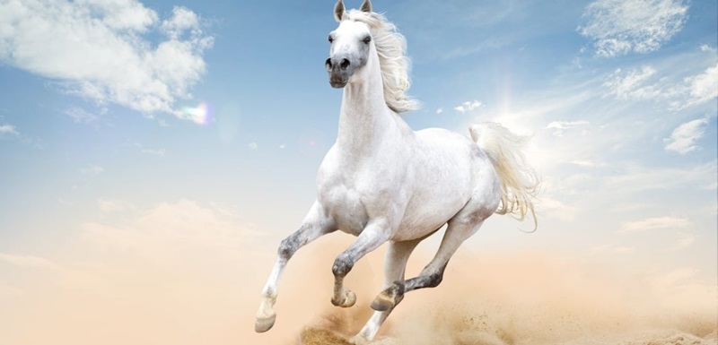 Le cheval arabe est l’une des plus anciennes races de chevaux du monde. 