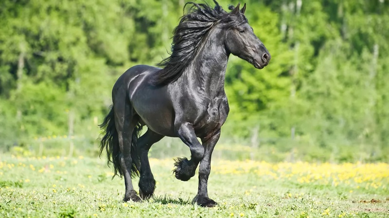 Le cheval frison est une race de cheval originaire de la Frise, une province des Pays-Bas.