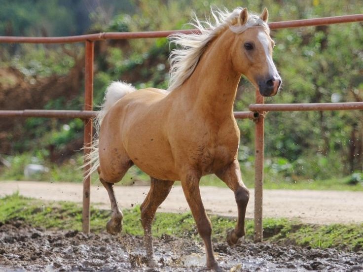 Le cheval palomino n’est pas une race, mais une couleur de robe qui peut se rencontrer chez de nombreux chevaux. 