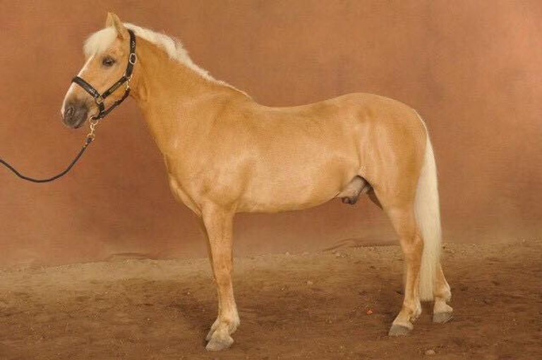Le cheval palomino n’est pas une race, mais une couleur de robe qui peut se rencontrer chez de nombreux chevaux. 