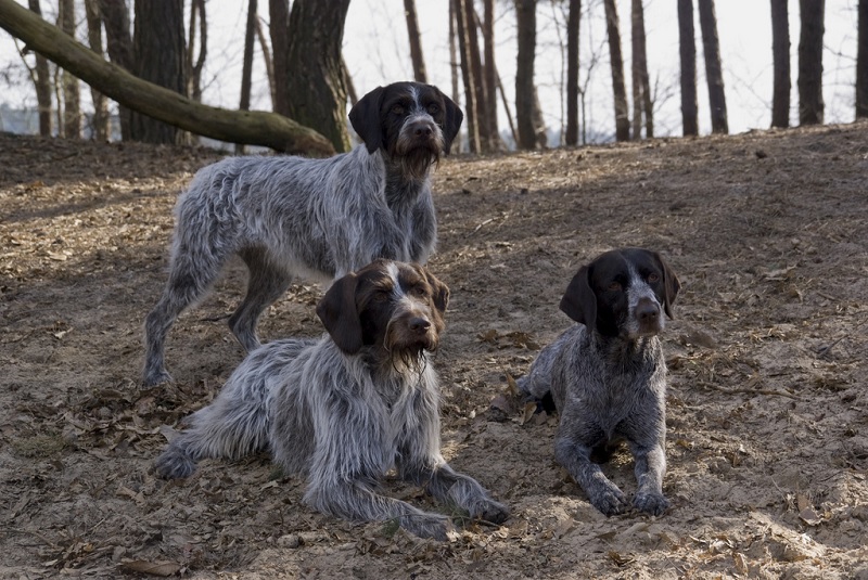 Le chien Barbu Tchèque est une race de chien originaire de la République Tchèque, où il est très apprécié comme chien de chasse et de compagnie.