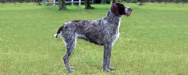 Le chien Barbu Tchèque est une race de chien originaire de la République Tchèque, où il est très apprécié comme chien de chasse et de compagnie.