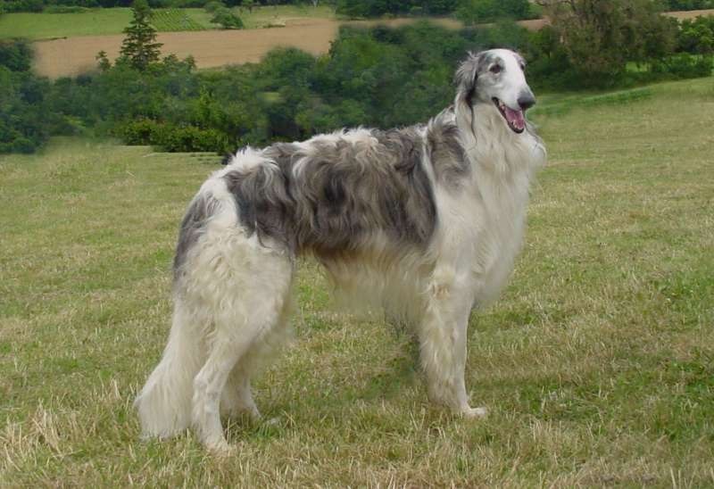 Le chien Barzoï est une race de lévrier originaire de Russie, où il était utilisé pour la chasse au gibier.