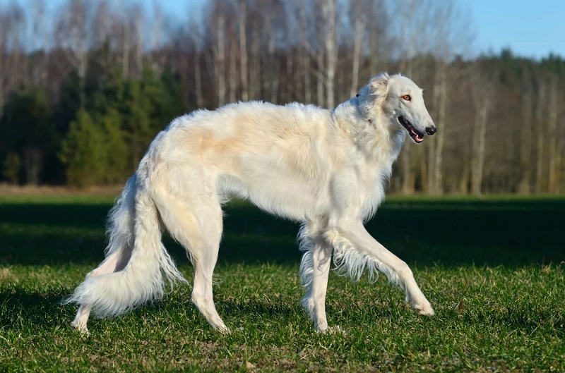 Le chien Barzoï est une race de lévrier originaire de Russie, où il était utilisé pour la chasse au gibier.