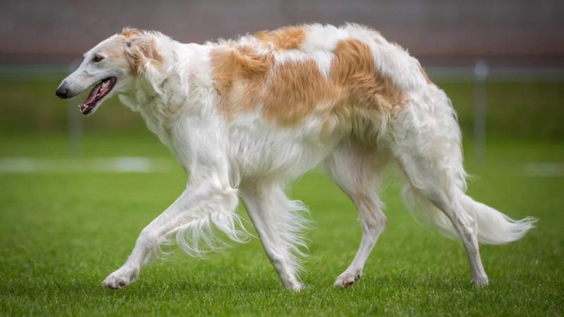 Le chien Barzoï est une race de lévrier originaire de Russie, où il était utilisé pour la chasse au gibier.