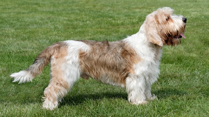 Le chien Basset Griffon Vendéen est une race de chien originaire de la région de la Vendée, dans l’ouest de la France.