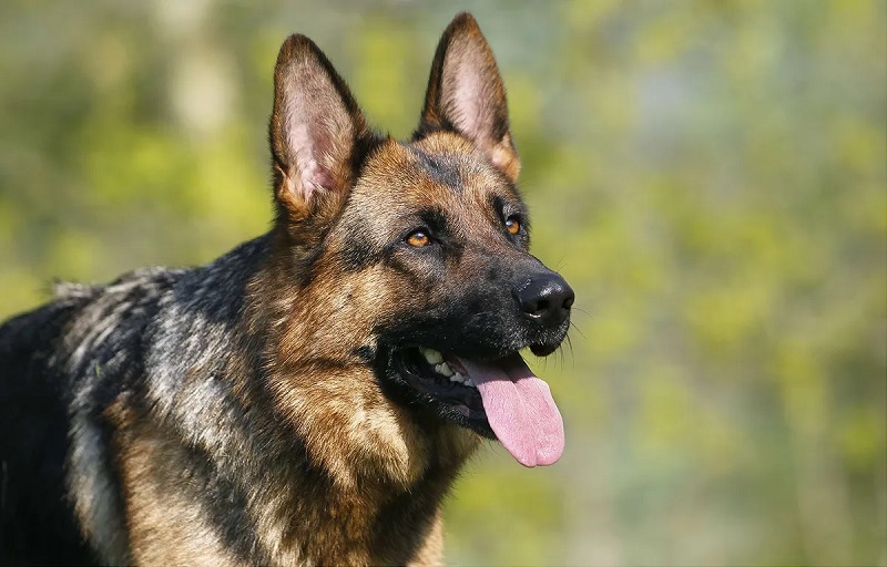 Le chien Berger Allemand est une race de chiens originaire d’Allemagne, où elle a été créée à la fin du XIXe siècle par le capitaine Max Emil Frédéric von Stephanitz.