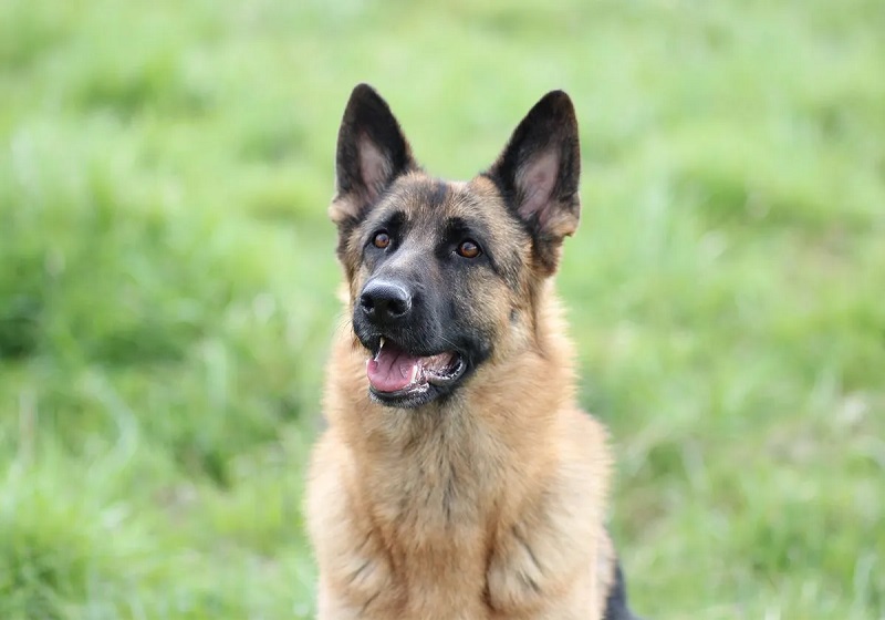 Le chien Berger Allemand est une race de chiens originaire d’Allemagne, où elle a été créée à la fin du XIXe siècle par le capitaine Max Emil Frédéric von Stephanitz.