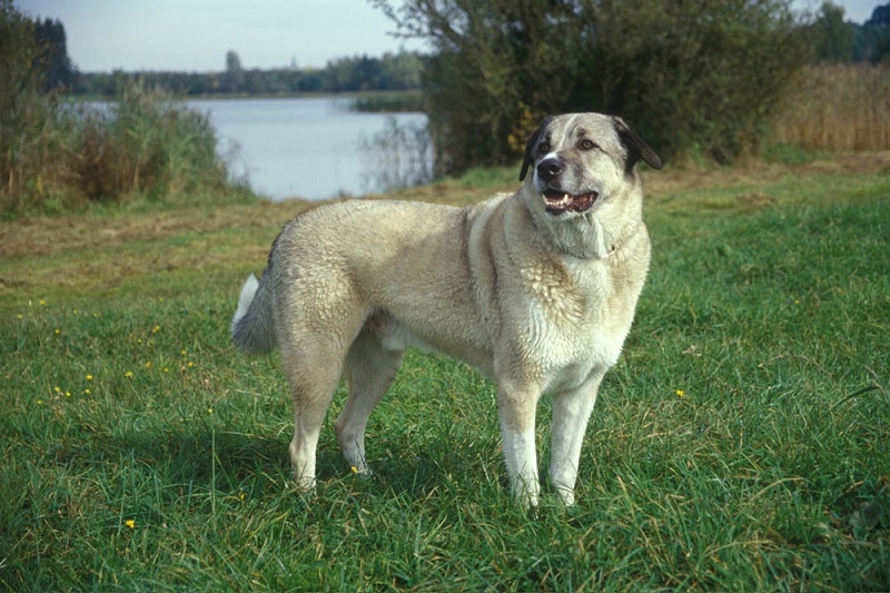 Le chien Berger Anatolie est une race très ancienne de chien de garde de troupeaux originaire de Turquie. Il est aussi appelé Kangal, Karabash ou Anatolian Shepherd Dog.