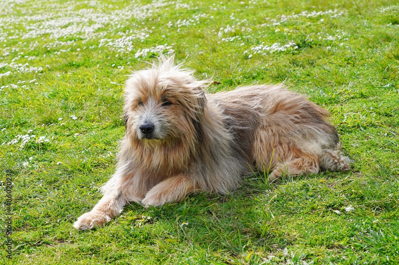 Le chien Berger Catalan est une race de chien originaire de la région de Catalogne, au nord-est de l’Espagne. Il a été utilisé comme chien de berger et de garde depuis des siècles.