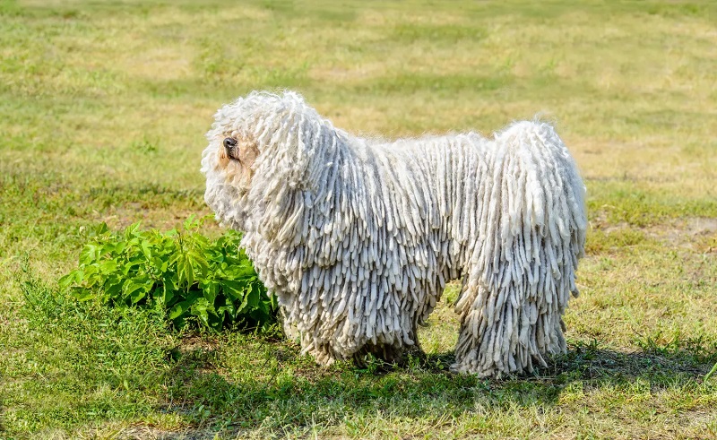 Le chien Berger Hongrois est le nom commun du Puli, une race de chien originaire d’Asie et développée en Hongrie par les nomades magyars.