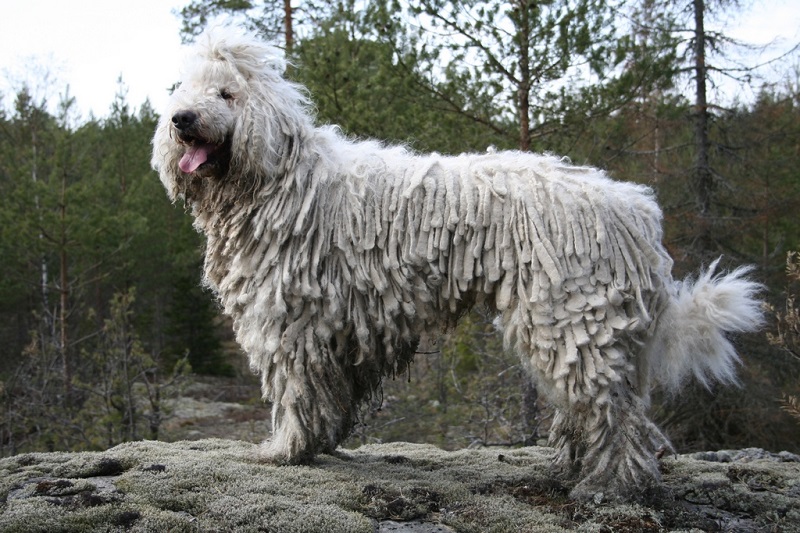 Le chien Berger Hongrois est le nom commun du Puli, une race de chien originaire d’Asie et développée en Hongrie par les nomades magyars.