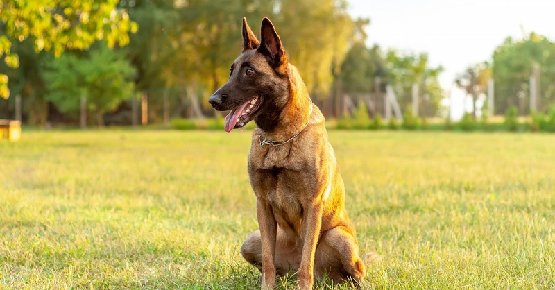Le chien Berger Malinois est une des quatre races de chiens de berger belges. Il a une robe fauve au poil court, un masque noir et une tête charbonnée.