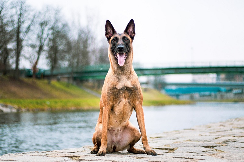 Le chien Berger Malinois est une des quatre races de chiens de berger belges. Il a une robe fauve au poil court, un masque noir et une tête charbonnée.