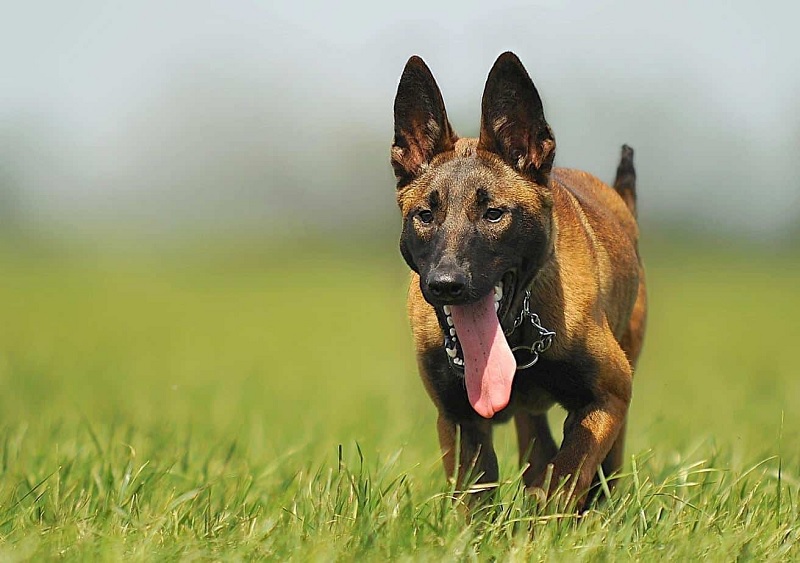 Le chien Berger Malinois est une des quatre races de chiens de berger belges. Il a une robe fauve au poil court, un masque noir et une tête charbonnée.