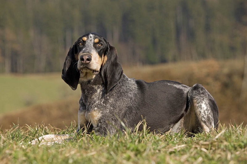 Le chien Bleu de Gascogne est un chien courant originaire de la région des Pyrénées, en France.
