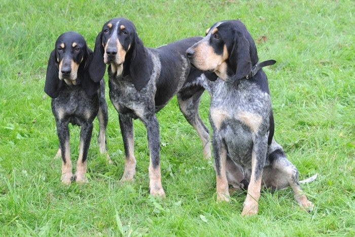 Le chien Bleu de Gascogne est un chien courant originaire de la région des Pyrénées, en France.