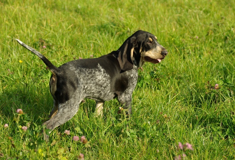 Le chien Bleu de Gascogne est un chien courant originaire de la région des Pyrénées, en France.