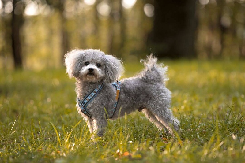 Le chien Bolonka Zwetna est une race de petit chien originaire de Russie, dont le nom signifie “petit chien coloré”.