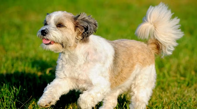 Le chien Bolonka Zwetna est une race de petit chien originaire de Russie, dont le nom signifie “petit chien coloré”.