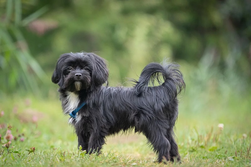 Le chien Bolonka Zwetna est une race de petit chien originaire de Russie, dont le nom signifie “petit chien coloré”.