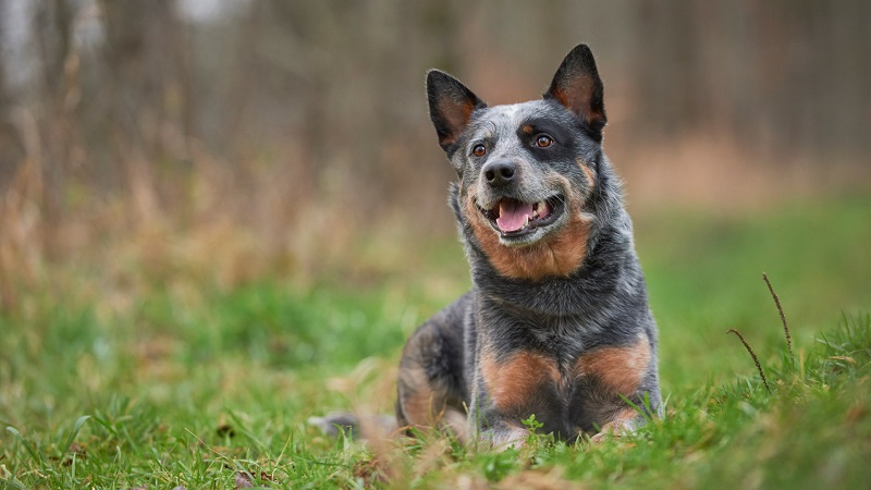 Le chien Bouvier Australien est une race de chien de berger et de bouvier originaire d’Australie.