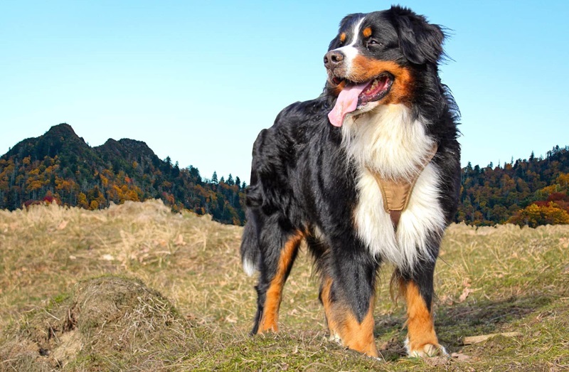 Le chien Bouvier Bernois est une race très ancienne qui trouve ses origines en Suisse, près de Berne.