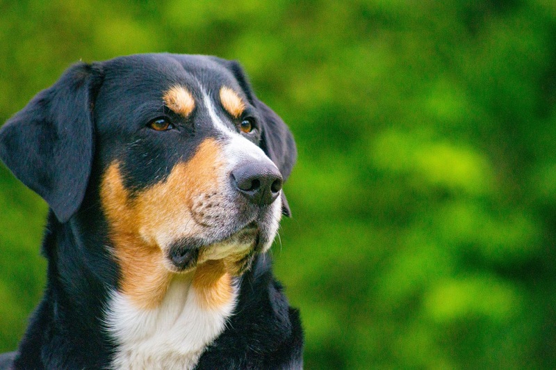 Le chien Bouvier Entlebuch est une race de chien originaire de Suisse, plus précisément de la vallée de l’Entlebuch, qui se situe entre les cantons de Lucerne et de Berne.