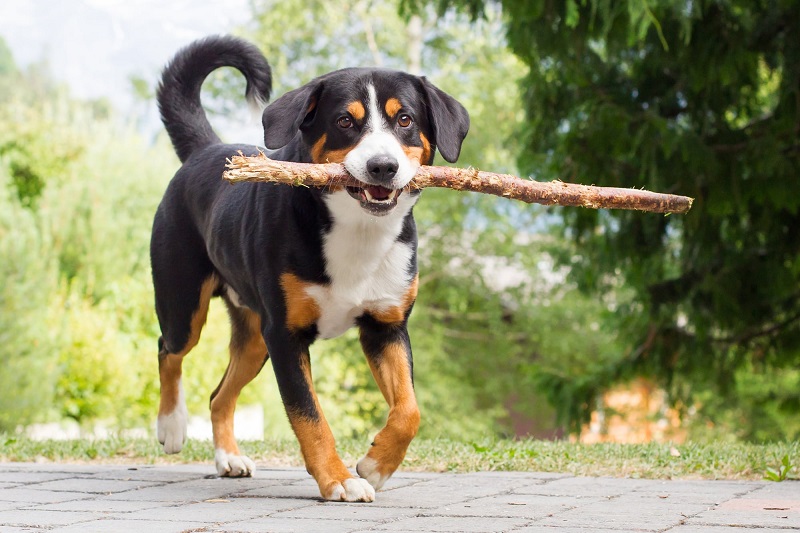 Le chien Bouvier Entlebuch est une race de chien originaire de Suisse, plus précisément de la vallée de l’Entlebuch, qui se situe entre les cantons de Lucerne et de Berne.