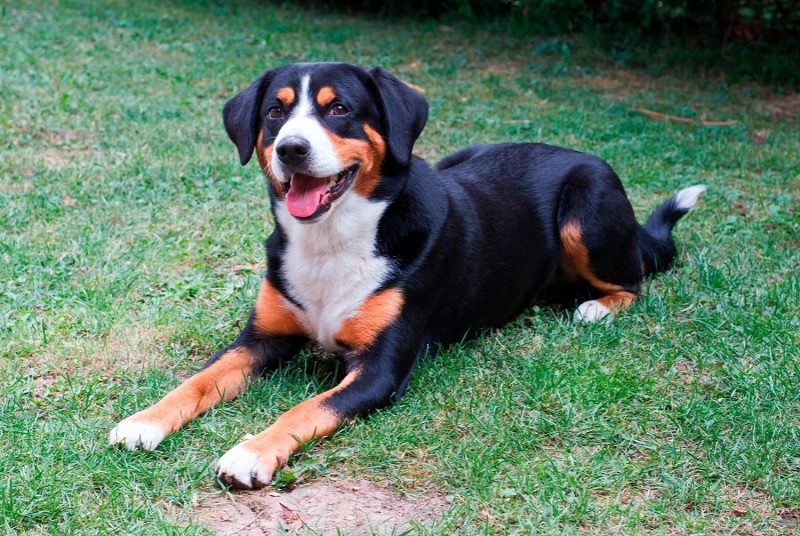Le chien Bouvier Entlebuch est une race de chien originaire de Suisse, plus précisément de la vallée de l’Entlebuch, qui se situe entre les cantons de Lucerne et de Berne.
