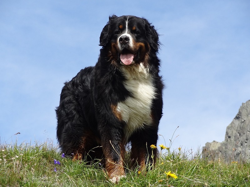 Le chien Bouvier Suisse est une race de chien originaire de Suisse, où il était utilisé comme chien de ferme, de garde et de traction.