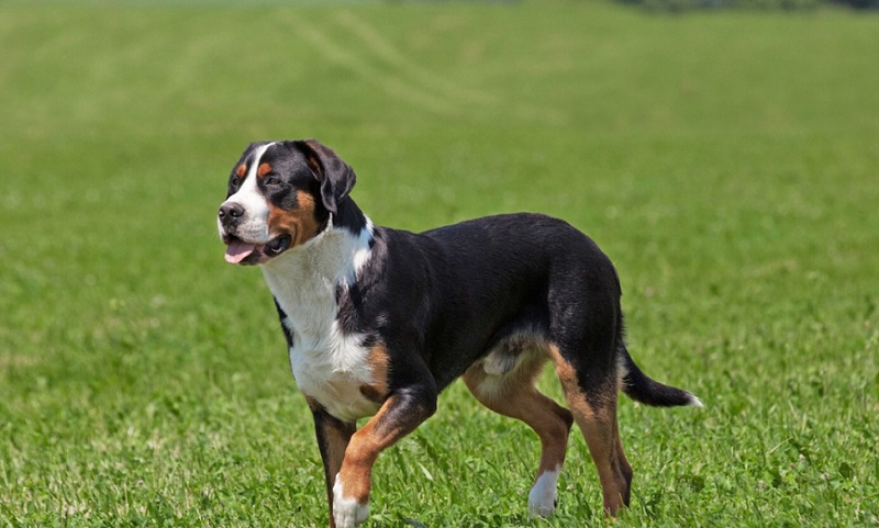 Le chien Bouvier Suisse est une race de chien originaire de Suisse, où il était utilisé comme chien de ferme, de garde et de traction.