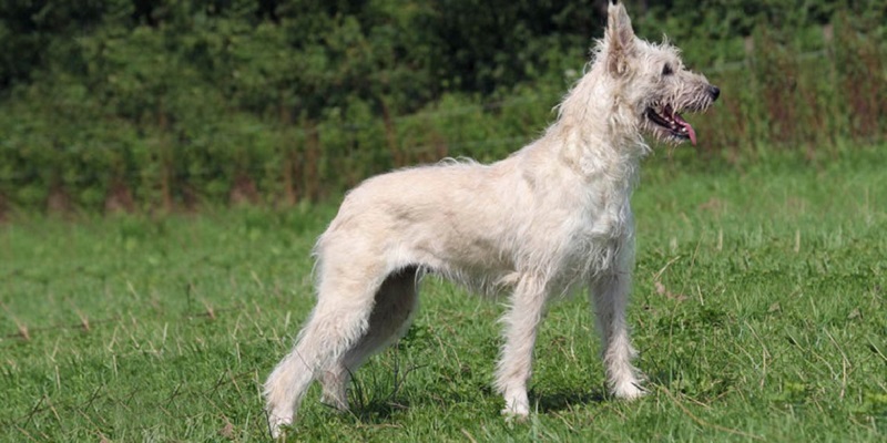 Le chien Bouvier des Ardennes est une race de chien originaire de Belgique, plus précisément de la région des Ardennes.