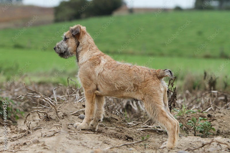 Le chien Bouvier des Ardennes est une race de chien originaire de Belgique, plus précisément de la région des Ardennes.