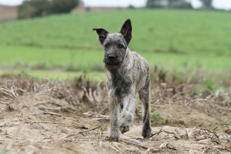 Le chien Bouvier des Ardennes est une race de chien originaire de Belgique, plus précisément de la région des Ardennes.