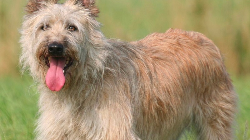 Le chien Bouvier des Ardennes est une race de chien originaire de Belgique, plus précisément de la région des Ardennes.