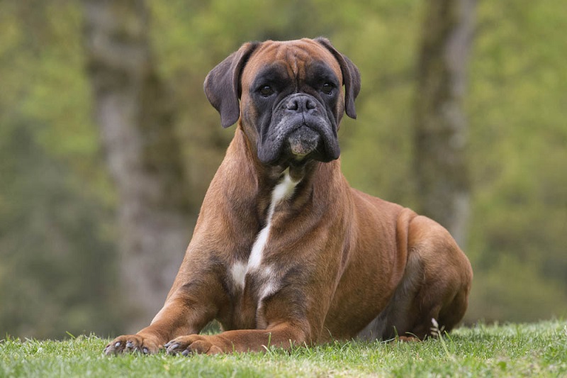 Le chien Boxer est une race de chien d’origine allemande, qui descend des anciens chiens de taureaux utilisés pour la chasse et le combat.