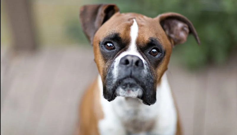 Le chien Boxer est une race de chien d’origine allemande, qui descend des anciens chiens de taureaux utilisés pour la chasse et le combat.