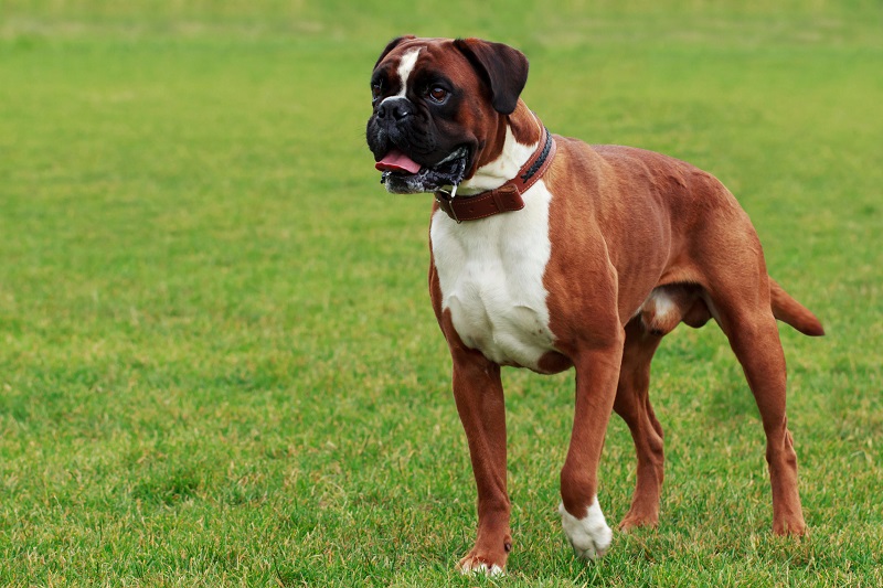Le chien Boxer est une race de chien d’origine allemande, qui descend des anciens chiens de taureaux utilisés pour la chasse et le combat.