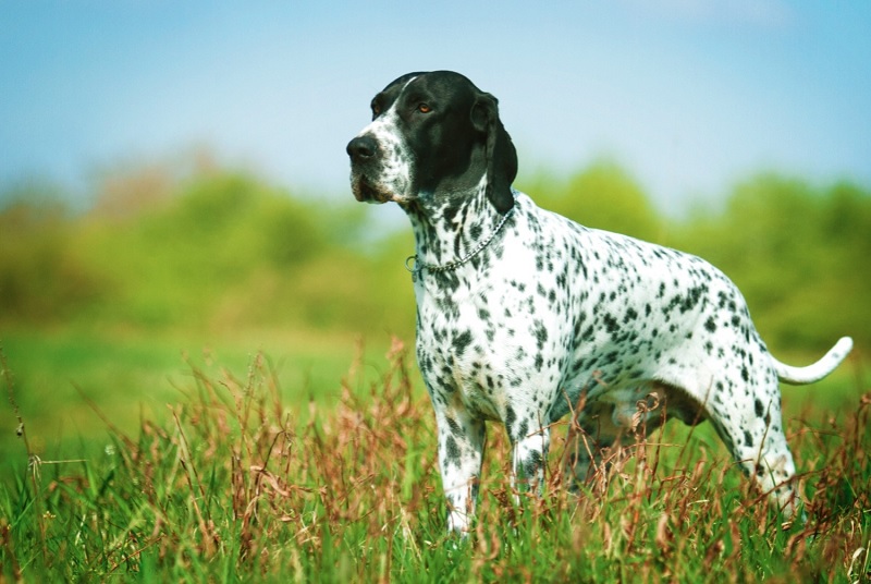 Le chien Braque d’Auvergne est une race de chien originaire de la région du massif volcanique du Cantal, en France.