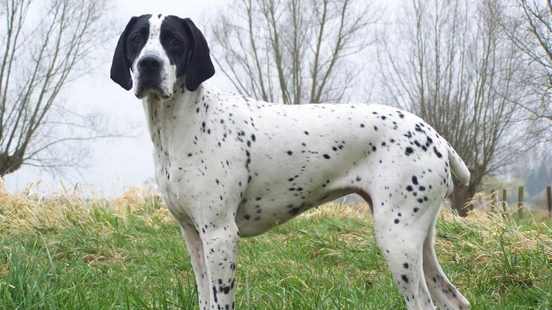 Le chien Braque d’Auvergne est une race de chien originaire de la région du massif volcanique du Cantal, en France.