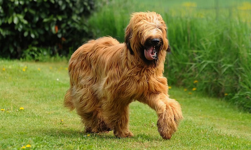 Le chien Briard est une race ancienne et noble, originaire de France.